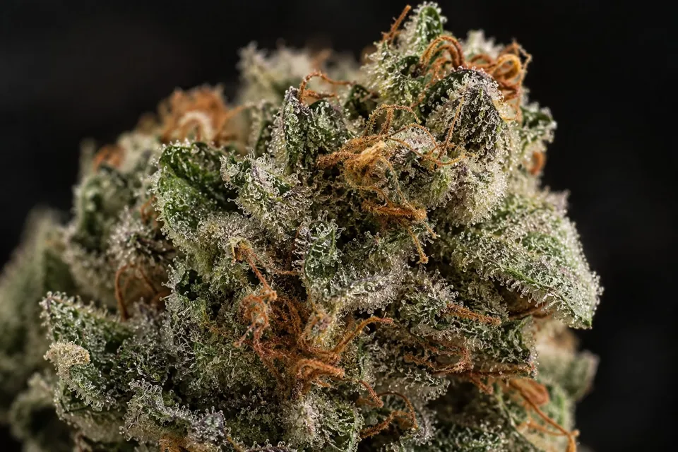 Close-up of a dried cannabis bud covered in frosty trichomes with orange hairs